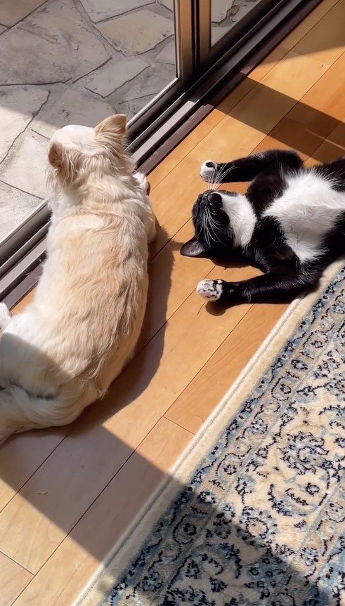 仰向けになって微動だにしない猫