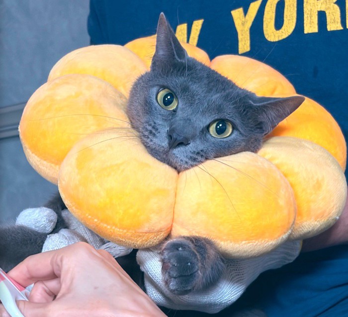 エリザベスカラーを着け、家族に抱っこしてもらう猫
