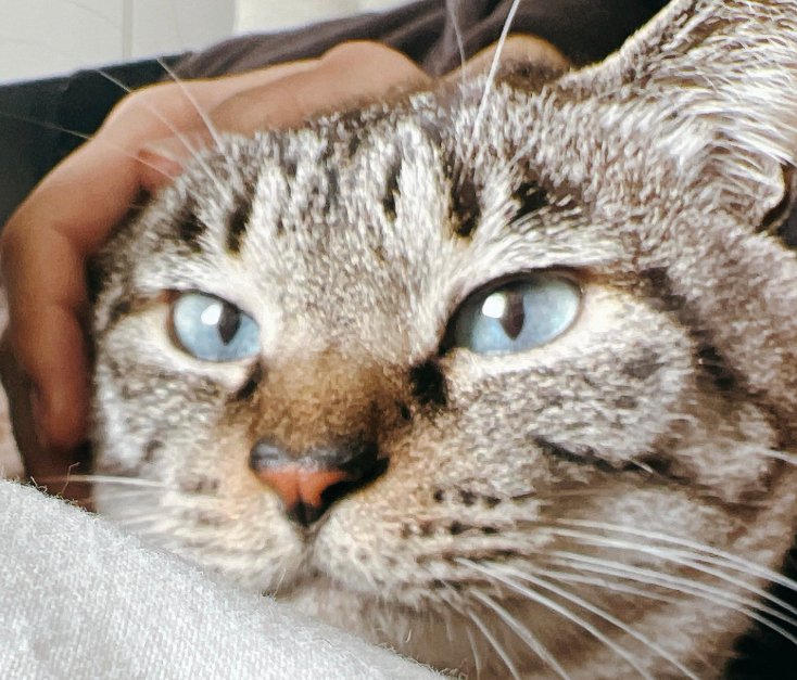 頭を撫でられる猫