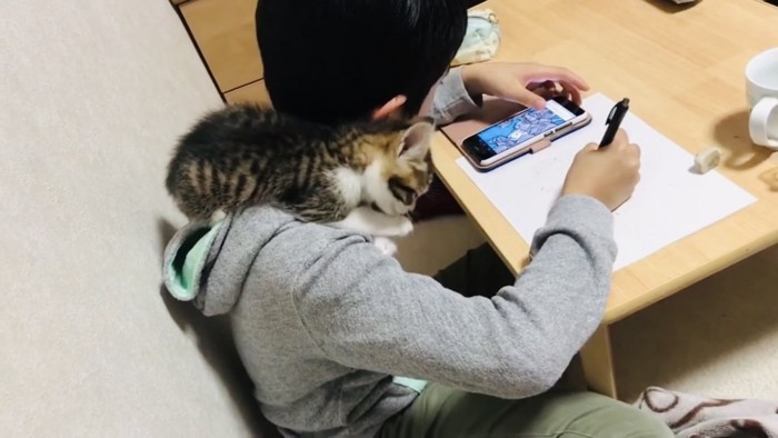 男の子の肩に乗って毛繕いする子猫