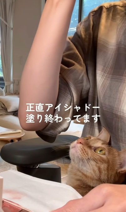 メイクする飼い主を膝の上で見ている茶トラ猫