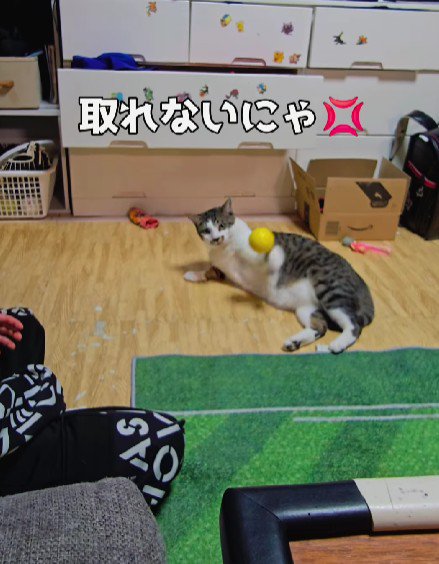 キャッチボールをする男の子と猫