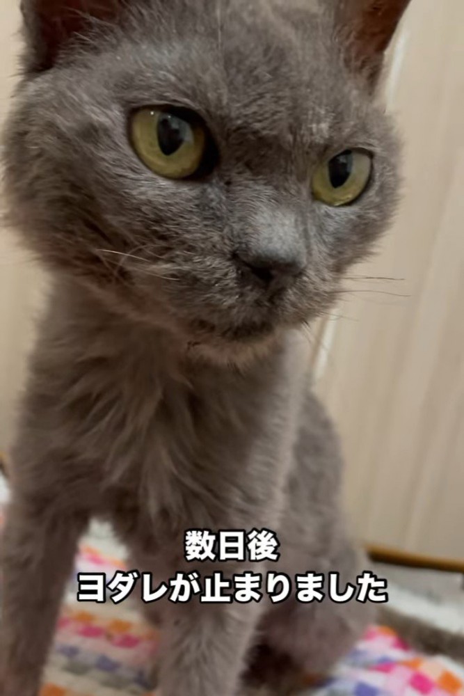 座って前を見る猫