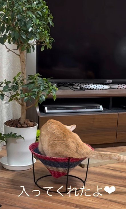 ハンモックに入る猫