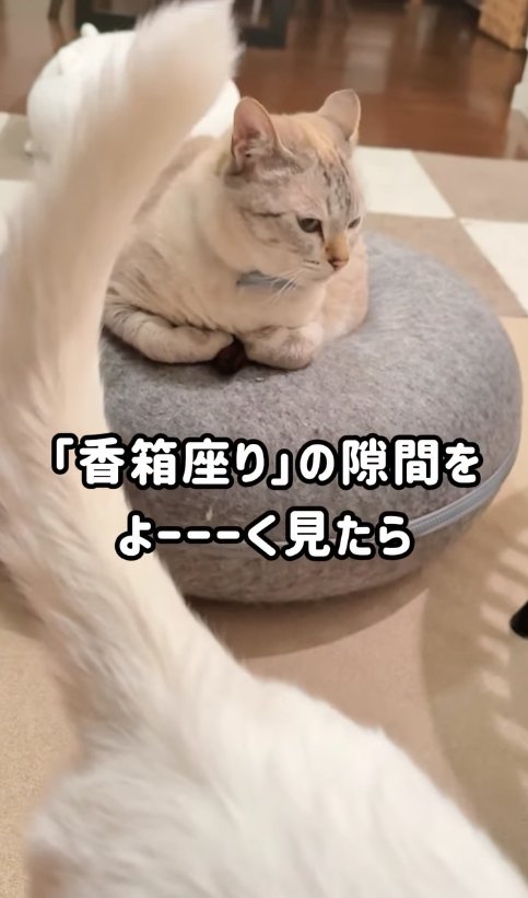 猫ベッドの上で香箱座りしている猫と白い猫の尻尾（目線画面右下）