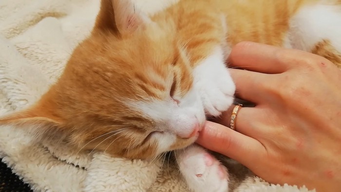 眠りそうな子猫クラくん