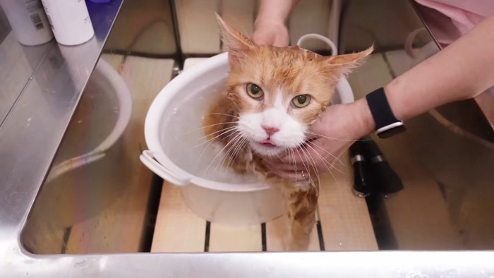 右前足を桶の中に