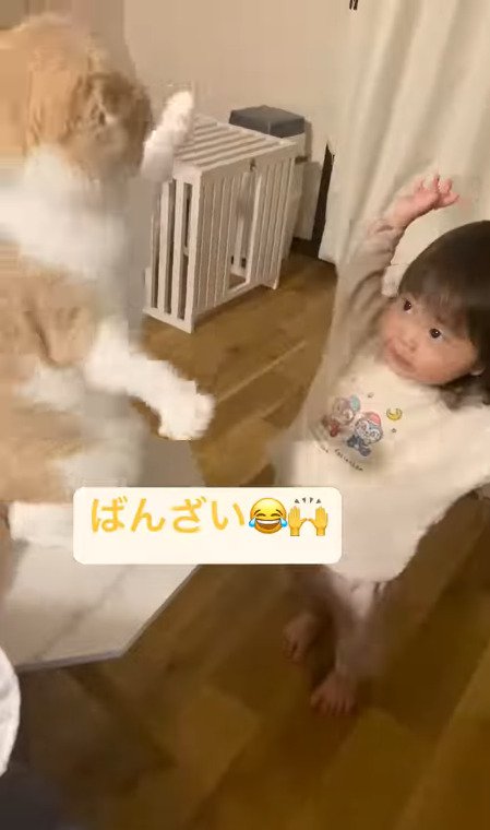 娘さんのばんざいに合わせて手をあげる猫