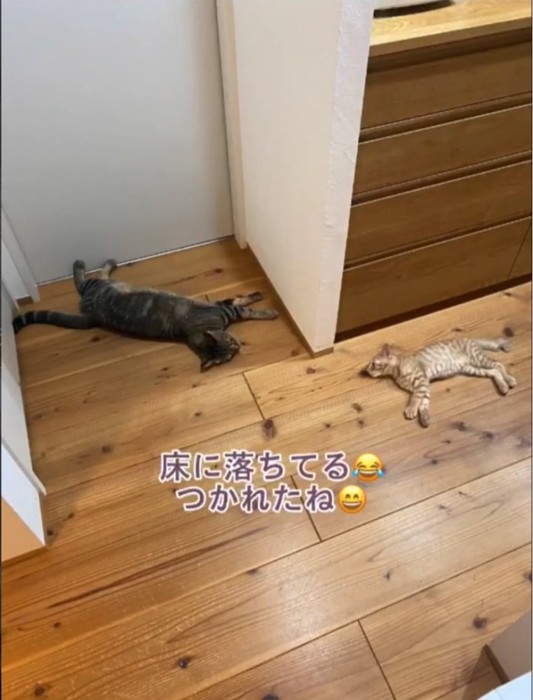 寝落ちる2匹