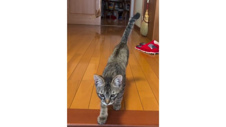 駆け寄る猫