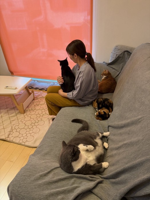 飼い主に抱っこされた猫とくつろぐ3匹の猫