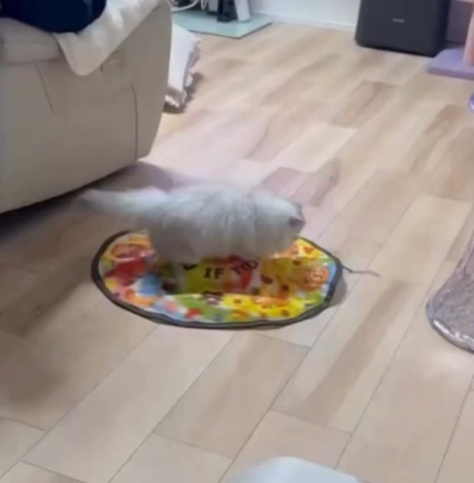 自動猫じゃらしに乗るミヌエット
