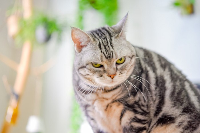 目と目があったときの猫