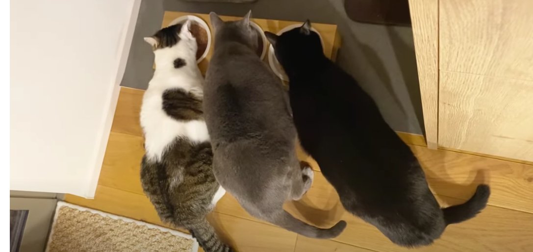 ごはんを食べている3匹の猫