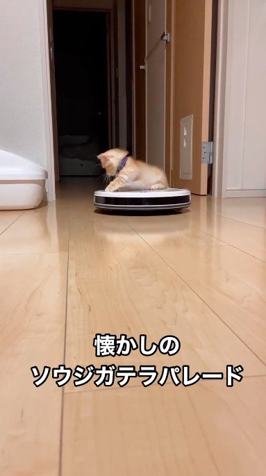 ロボット掃除機の上で足を伸ばして座っている子猫