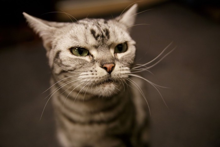 警戒する猫