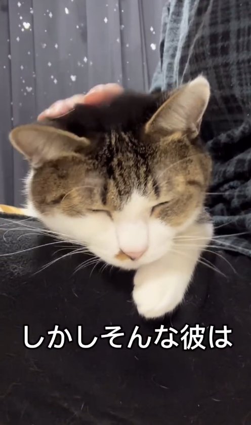 膝の上で撫でられて目を瞑っているサバ白猫
