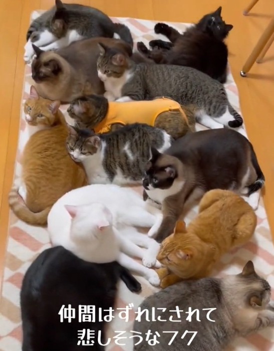 みんなで一緒に温まる猫ちゃんたち