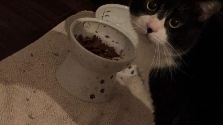 ご飯を食べる猫