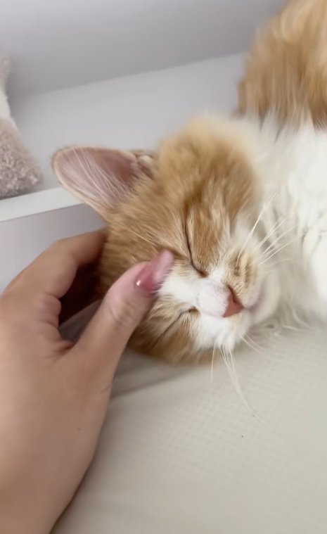 頭をなでられているマンチカン