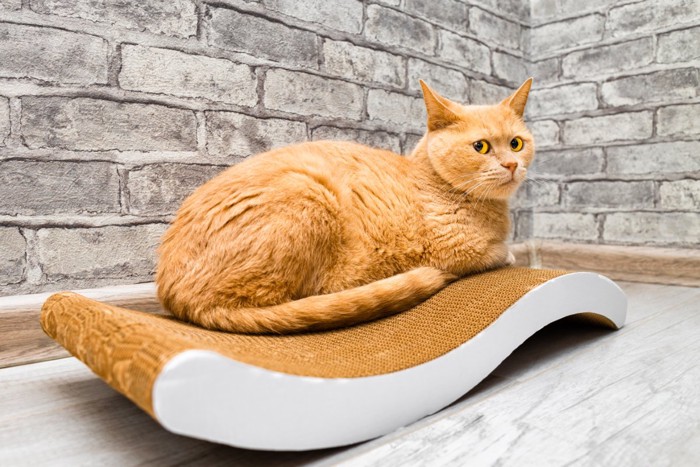 爪とぎの上でくつろぐ猫