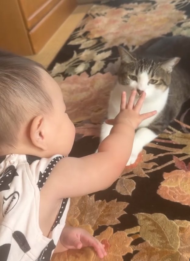 猫にパーになった手を差し出す赤ちゃん