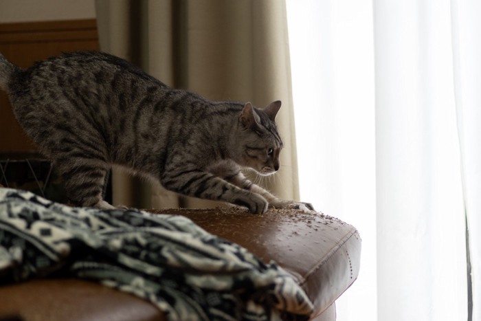 ソファで爪をとぐ猫