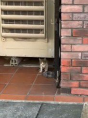 機械の下にいる子猫