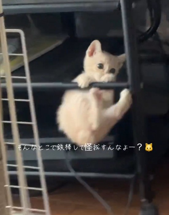 逆上がりする猫