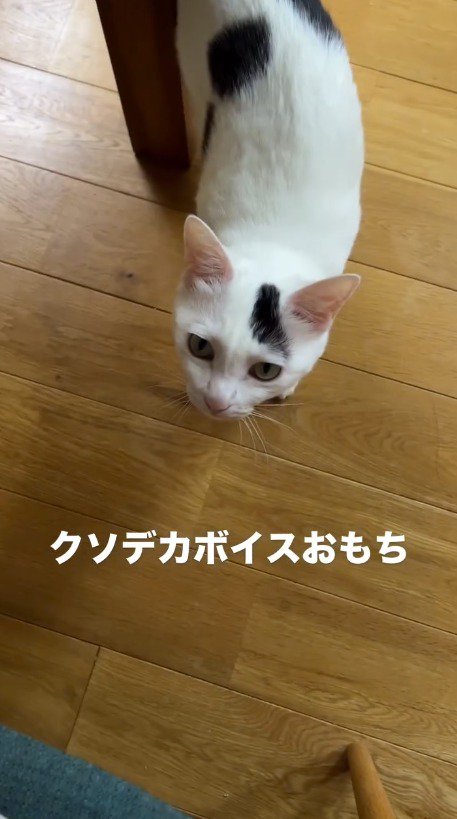 飼い主を見て鳴き声をあげる猫