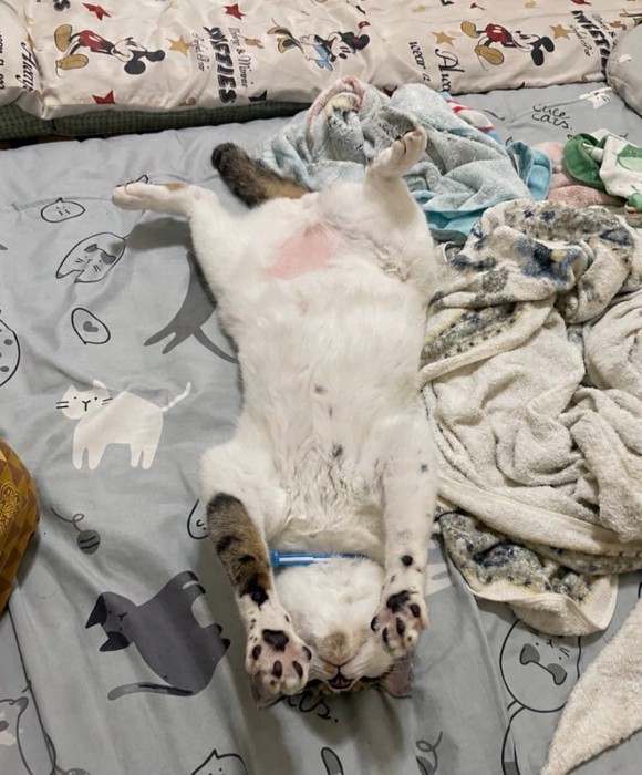 お腹を出して眠る猫