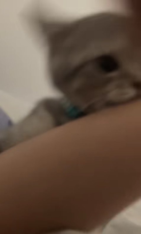 飼い主の腕に噛み付いている子猫