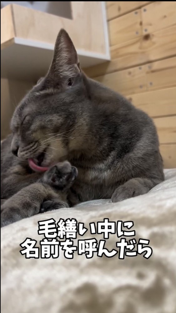 毛づくろいをする猫