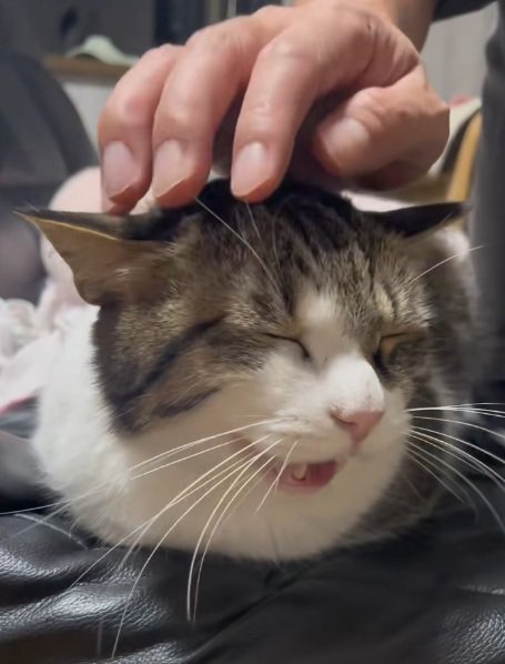 撫でられて鳴いている猫