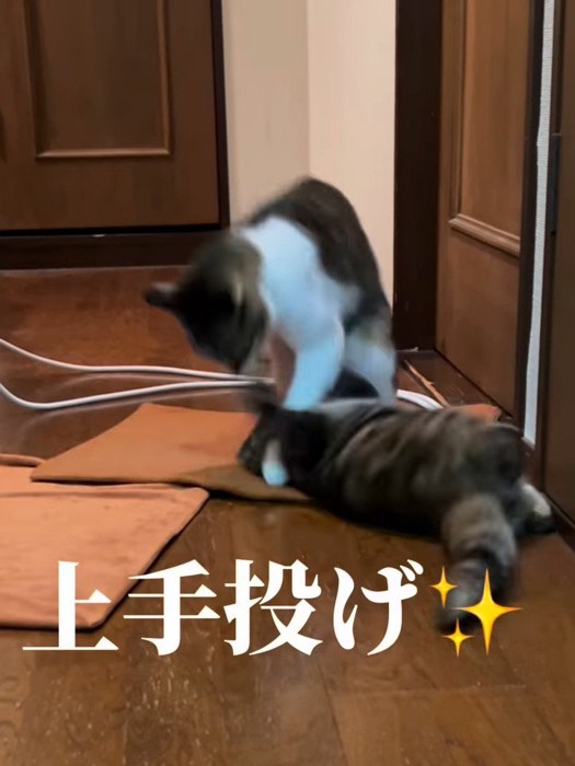 投げられる子猫