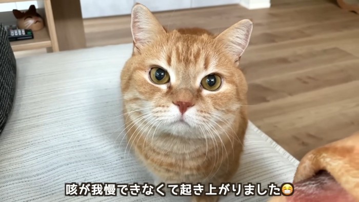 ママをにらむプリンくん