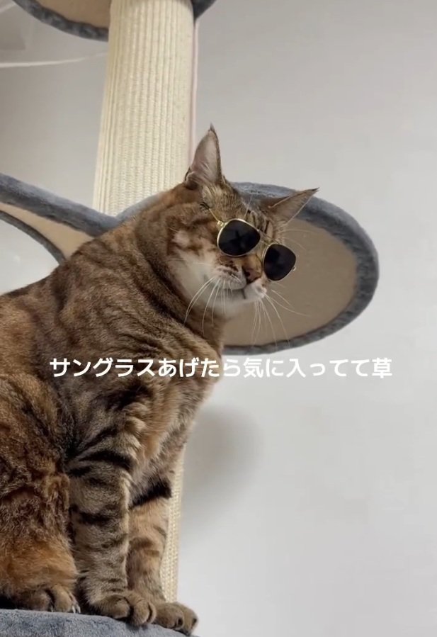 サングラス姿のししゃもくん