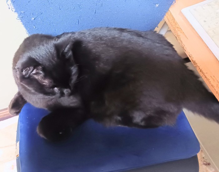 イスに乗る黒猫