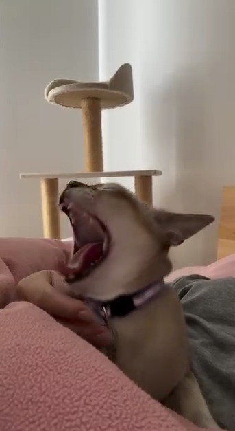 あくびをする猫