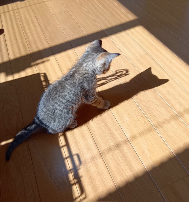 座る子猫の後ろ姿