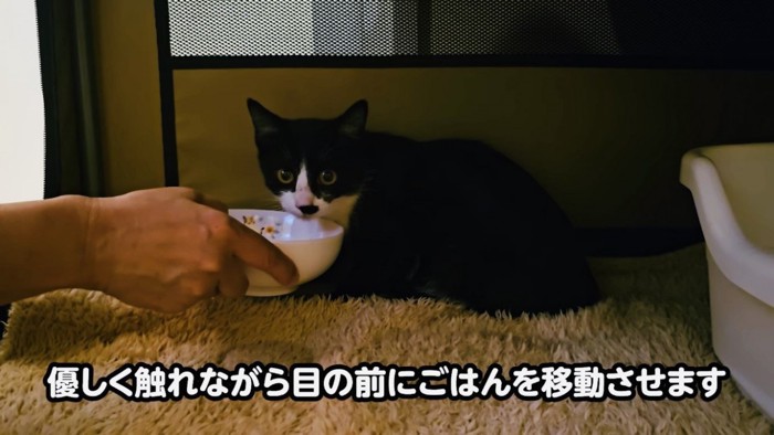 パパさんに餌をもらう子猫