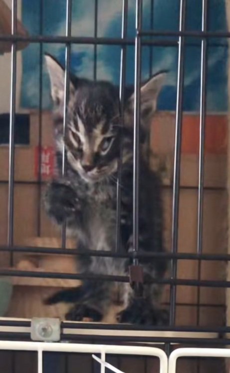 ケージの中でつり目で変顔している子猫