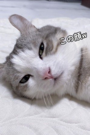 不機嫌そうに目を細める猫