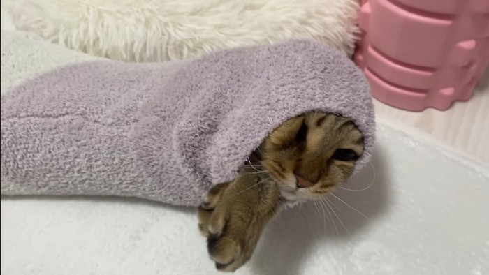 顔と前足を出そうと