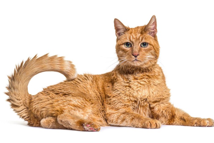 見つめ合っている2匹の猫