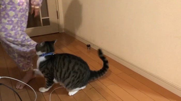 廊下 じゃれる猫を躱す子供