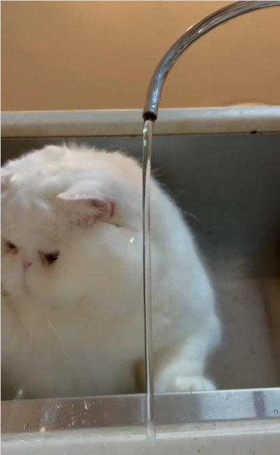 水遊びをする猫