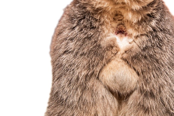 猫のお尻のアップ