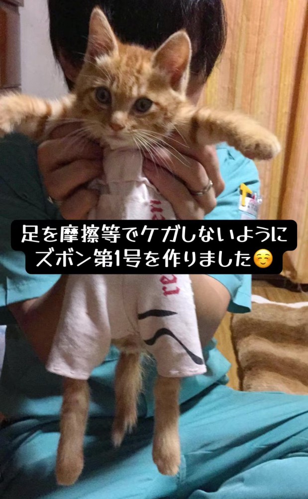 ズボンをはいた子猫