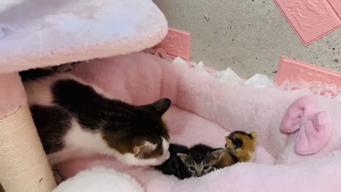 子猫の匂いを嗅ぐ保護猫